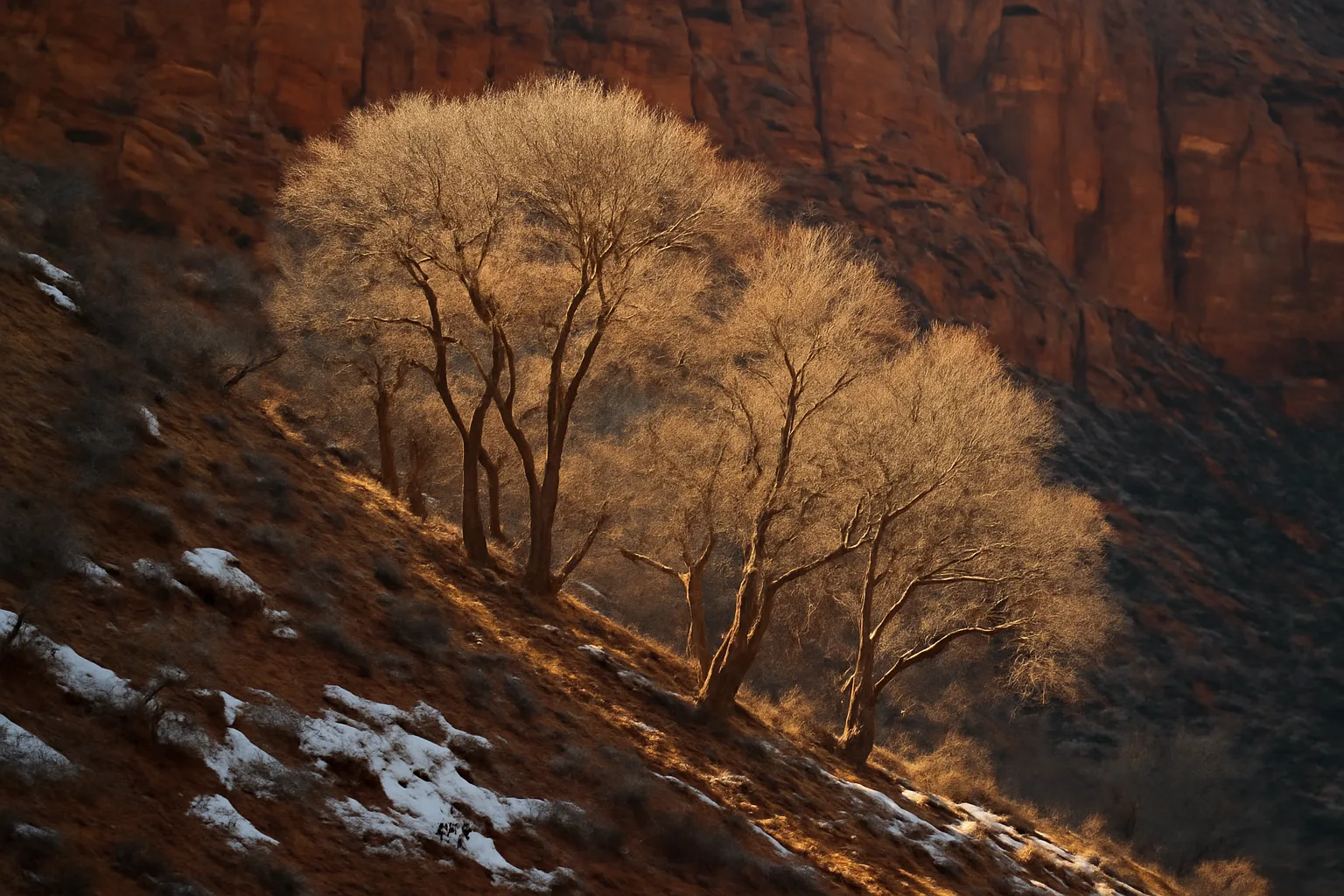 Bare bigtooth maple trees on a Utah canyon hillside in late winter light